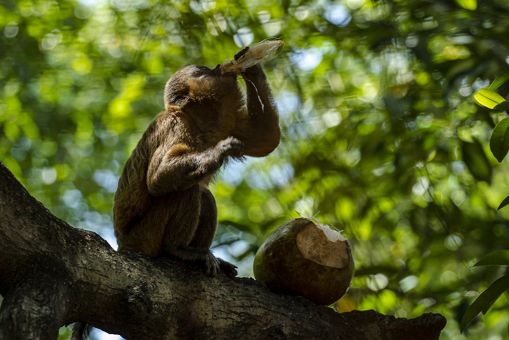 Macaco-prego con un coco en Barreirinhas, Maranhão